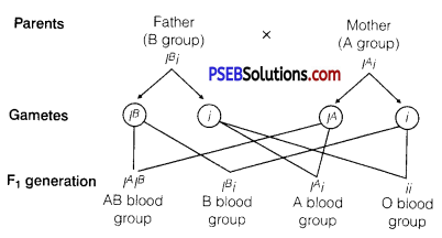 PSEB 12th Class Biology Important Questions Chapter 5 Principles of Inheritance and Variation 4