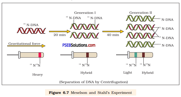 PSEB 12th Class Biology Important Questions Chapter 6 Molecular Basis of Inheritance 2