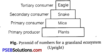 PSEB 12th Class Biology Solutions Chapter 14 Ecosystem 1