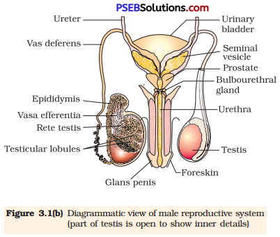 PSEB 12th Class Biology Solutions Chapter 3 Human Reproduction 2