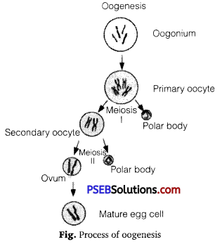 PSEB 12th Class Biology Solutions Chapter 3 Human Reproduction 8