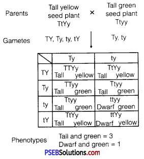 PSEB 12th Class Biology Solutions Chapter 5 Principles of Inheritance and Variation 5