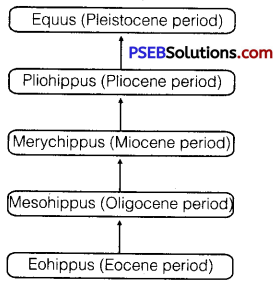 PSEB 12th Class Biology Solutions Chapter 7 Evolution 3