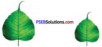 PSEB 4th Class Maths Solutions Chapter 8 ਪਰਿਮਾਪ ਅਤੇ ਖੇਤਰਫ਼ਲ Ex 8.2 1