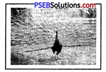 PSEB 5th Class Punjabi Solutions Chapter 8 ਚਿੜੀਆ-ਘਰ 13