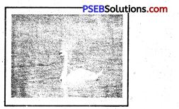 PSEB 5th Class Punjabi Solutions Chapter 8 ਚਿੜੀਆ-ਘਰ 9
