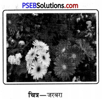 PSEB 11th Class Agriculture Solutions Chapter 3 फूलों की खेती 1