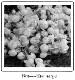 PSEB 11th Class Agriculture Solutions Chapter 3 फूलों की खेती 2