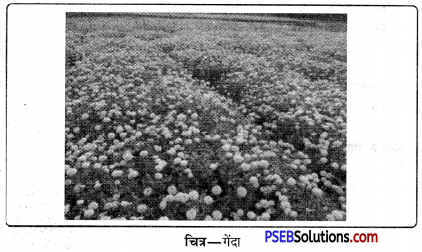 PSEB 11th Class Agriculture Solutions Chapter 3 फूलों की खेती 3