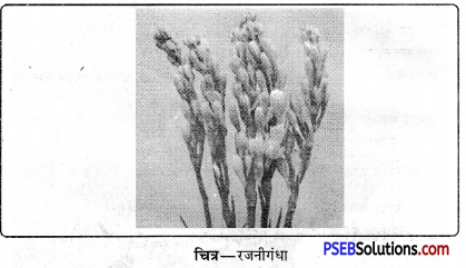 PSEB 11th Class Agriculture Solutions Chapter 3 फूलों की खेती 6