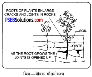PSEB 11th Class Geography Solutions Chapter 3(i) नदी के अनावृत्तिकरण कार्य 13