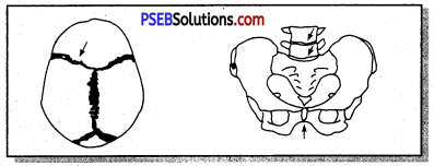 PSEB 11th Class Physical Education Solutions Chapter 3 शारीरिक रचना और क्रिया विज्ञान का परिचय 16