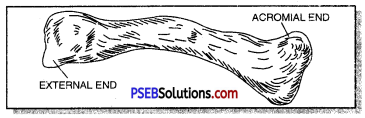 PSEB 11th Class Physical Education Solutions Chapter 3 शारीरिक रचना और क्रिया विज्ञान का परिचय 8