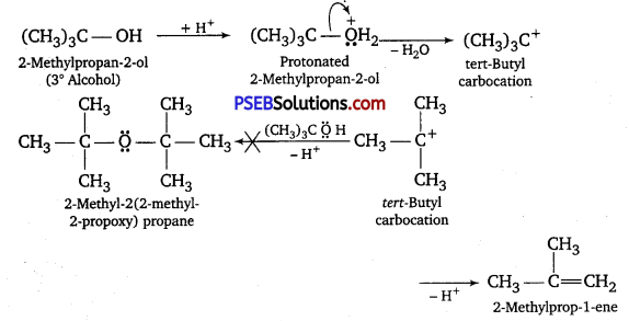 PSEB 12th Class Chemistry Solutions Chapter 11 Alcohols, Phenols and Ethers 51