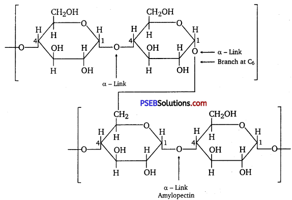 PSEB 12th Class Chemistry Solutions Chapter 14 Biomolecules 5