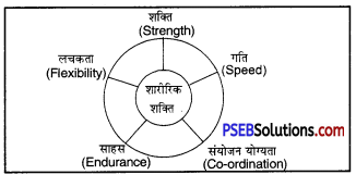 PSEB 7th Class Physical Education Solutions Chapter 2 शारीरिक शक्ति एवं व्यायाम के लाभ 1