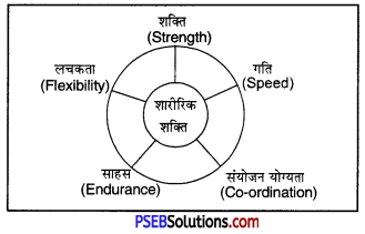 PSEB 7th Class Physical Education Solutions Chapter 2 शारीरिक शक्ति एवं व्यायाम के लाभ 2