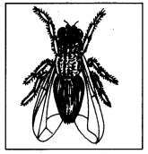 PSEB 8th Class Home Science Solutions Chapter 6 घरेलू कीड़ों और जीव-जन्तुओं की रोकथाम 1