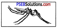 PSEB 8th Class Home Science Solutions Chapter 6 घरेलू कीड़ों और जीव-जन्तुओं की रोकथाम 2