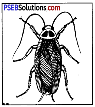 PSEB 8th Class Home Science Solutions Chapter 6 घरेलू कीड़ों और जीव-जन्तुओं की रोकथाम 3