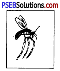 PSEB 8th Class Home Science Solutions Chapter 6 घरेलू कीड़ों और जीव-जन्तुओं की रोकथाम 4