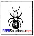 PSEB 8th Class Home Science Solutions Chapter 6 घरेलू कीड़ों और जीव-जन्तुओं की रोकथाम 6