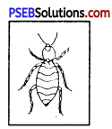 PSEB 8th Class Home Science Solutions Chapter 6 घरेलू कीड़ों और जीव-जन्तुओं की रोकथाम 7