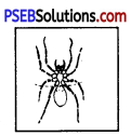 PSEB 8th Class Home Science Solutions Chapter 6 घरेलू कीड़ों और जीव-जन्तुओं की रोकथाम 9