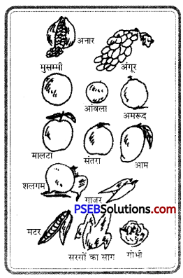 PSEB 8th Class Physical Education Solutions Chapter 3 विटामिन (1)