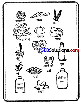 PSEB 8th Class Physical Education Solutions Chapter 3 विटामिन (3)